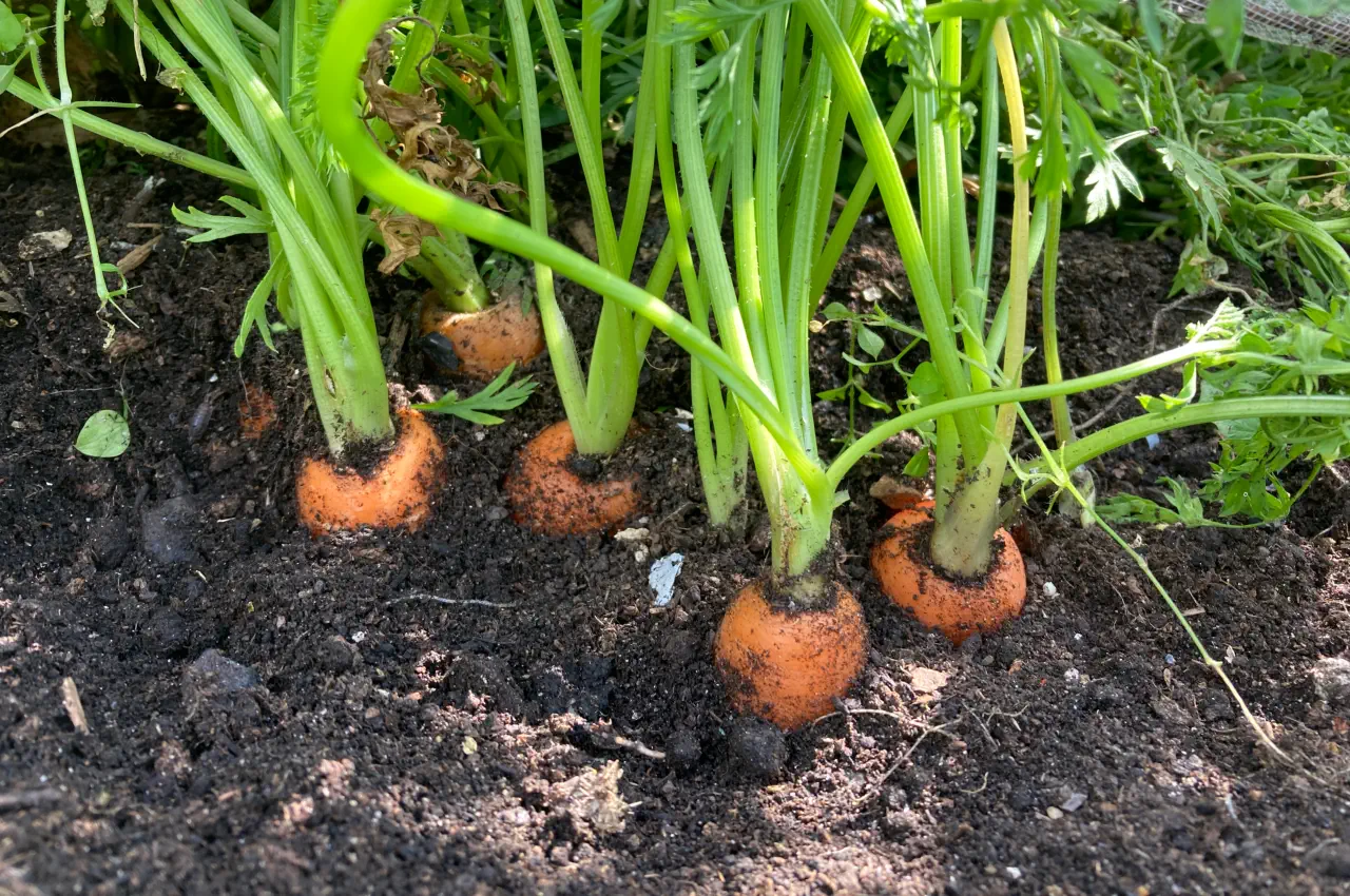 When are Carrots ready to harvest?